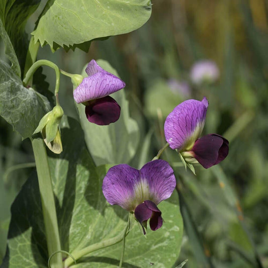 Dundale Field Pea Seeds By Eretz - Willamette Valley Oregon Grown Non-Gmo No