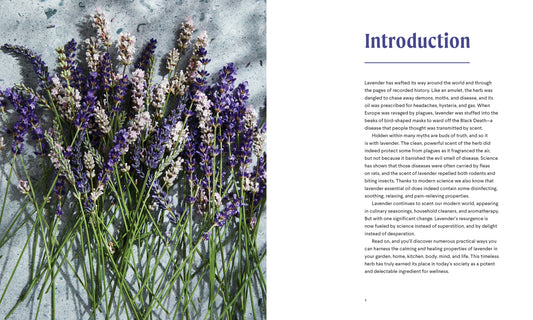 Lavender
