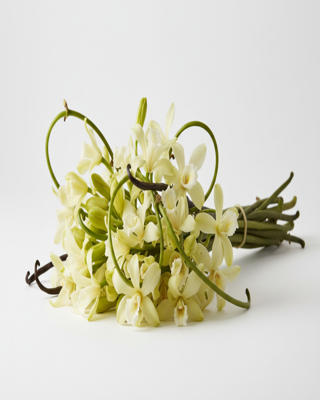 Organic Spritzer - Vanilla Musk Fragrance - Unisex