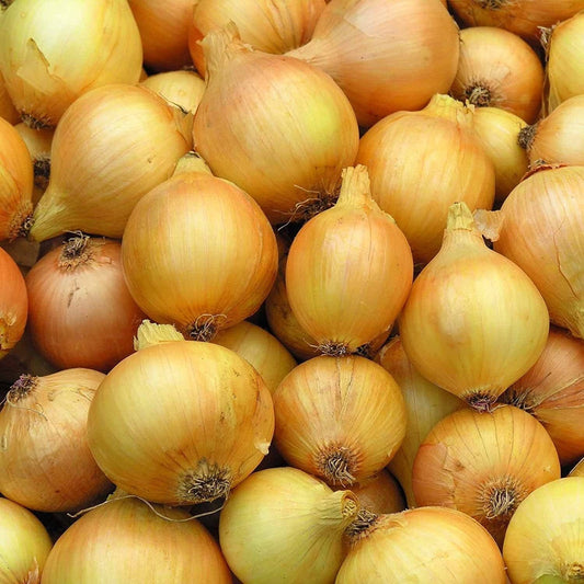 Utah Yellow Sweet Spanish Onion - 500 Seeds - Heirloom Non GMO Garden Vegetable