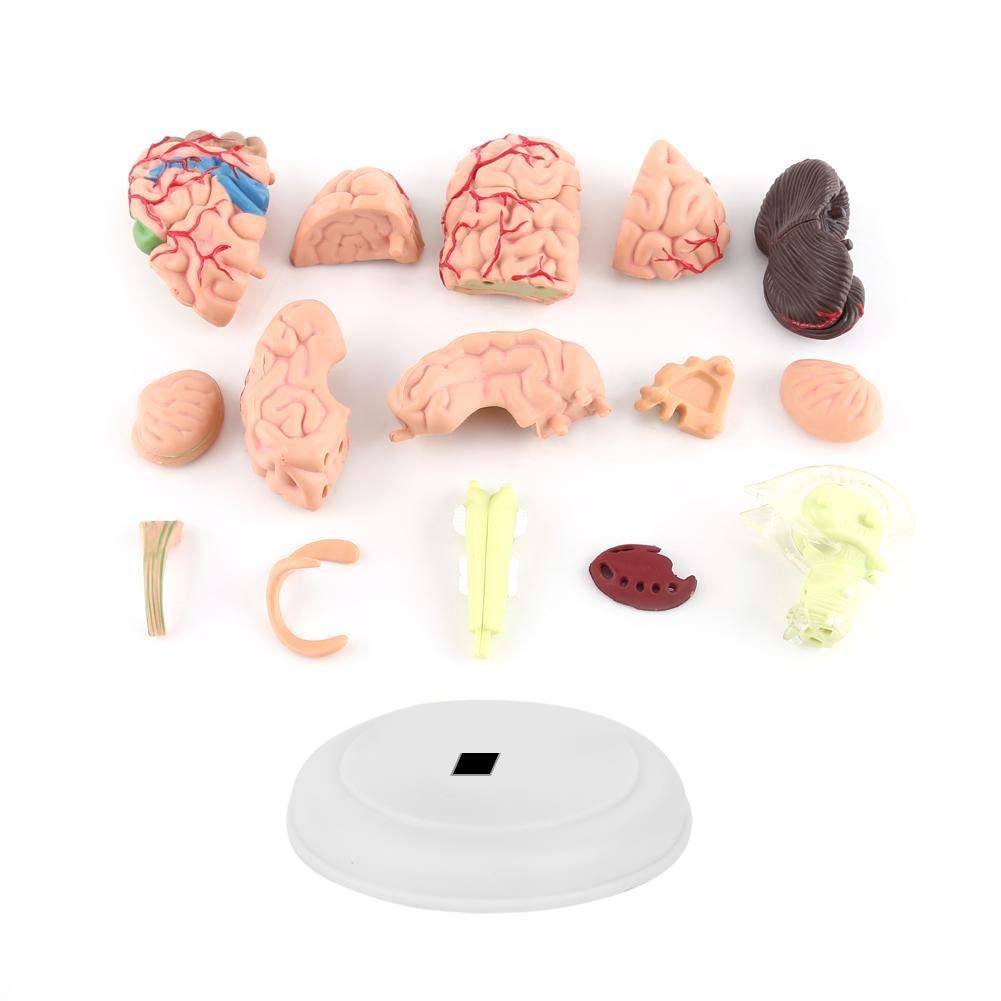 Fafeicy Disassembled Human Brain Model Anatomical Science Classroom Study