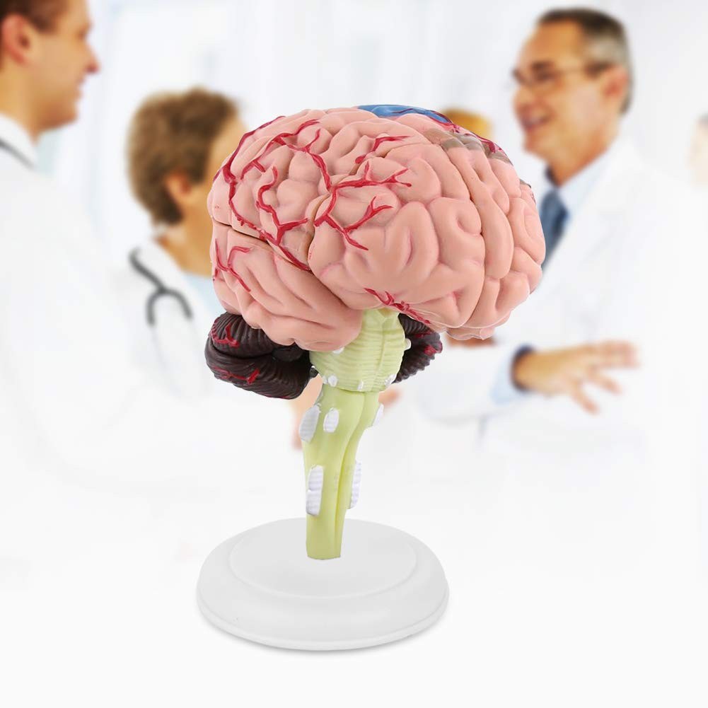 Fafeicy Disassembled Human Brain Model Anatomical Science Classroom Study