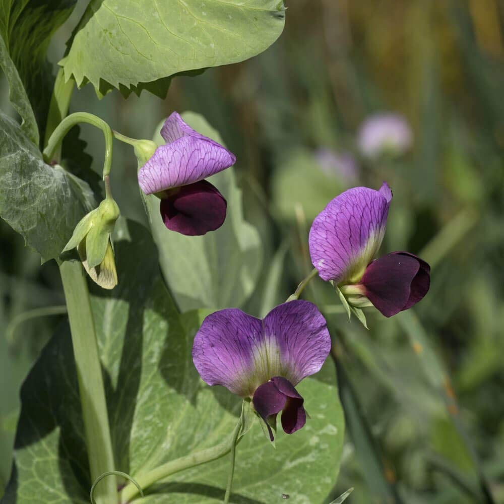 Dundale Field Pea Seeds By Eretz - Willamette Valley Oregon Grown Non-Gmo No