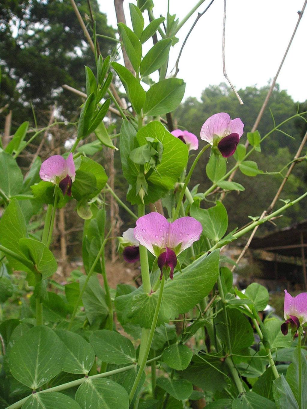 Dundale Field Pea Seeds By Eretz - Willamette Valley Oregon Grown Non-Gmo No