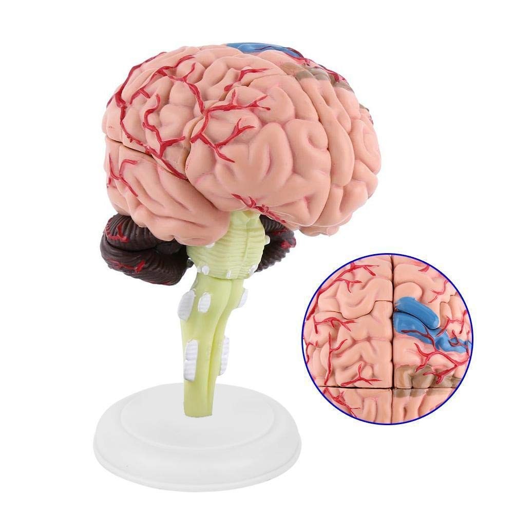 Fafeicy Disassembled Human Brain Model Anatomical Science Classroom Study