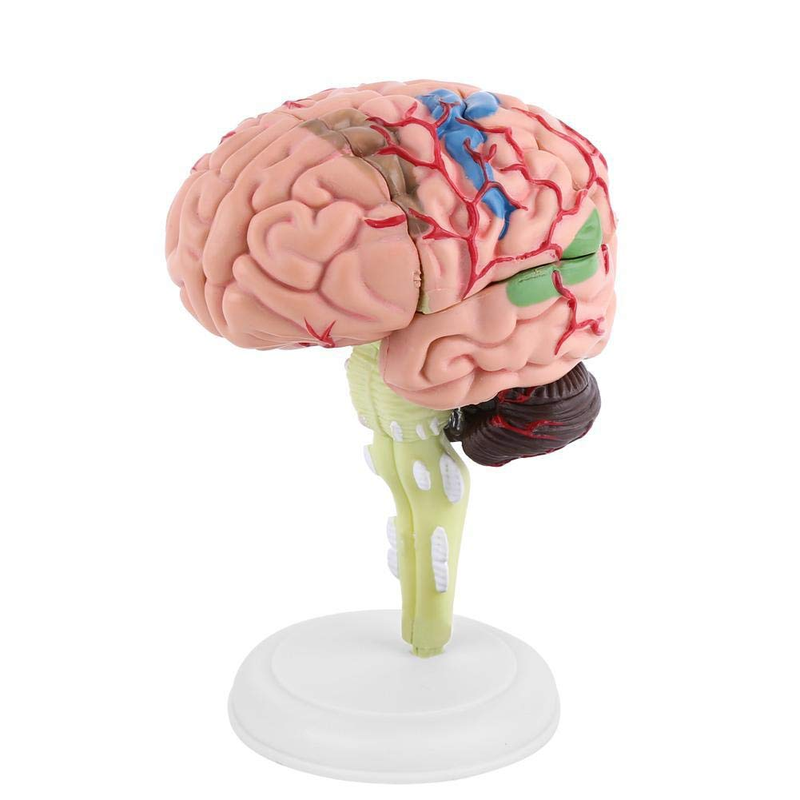 Fafeicy Disassembled Human Brain Model Anatomical Science Classroom Study