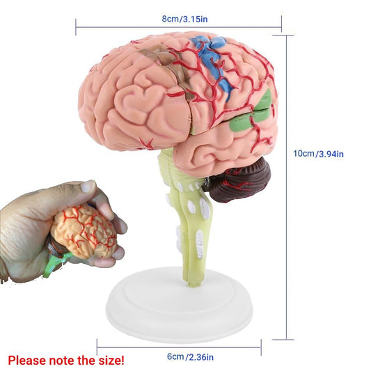 Fafeicy Disassembled Human Brain Model Anatomical Science Classroom Study