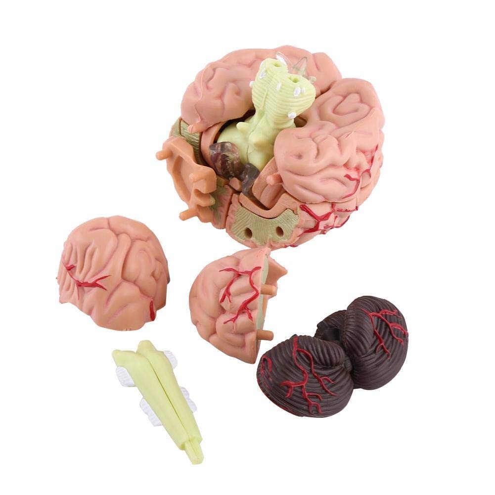 Fafeicy Disassembled Human Brain Model Anatomical Science Classroom Study