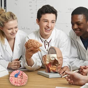 Fafeicy Disassembled Human Brain Model Anatomical Science Classroom Study