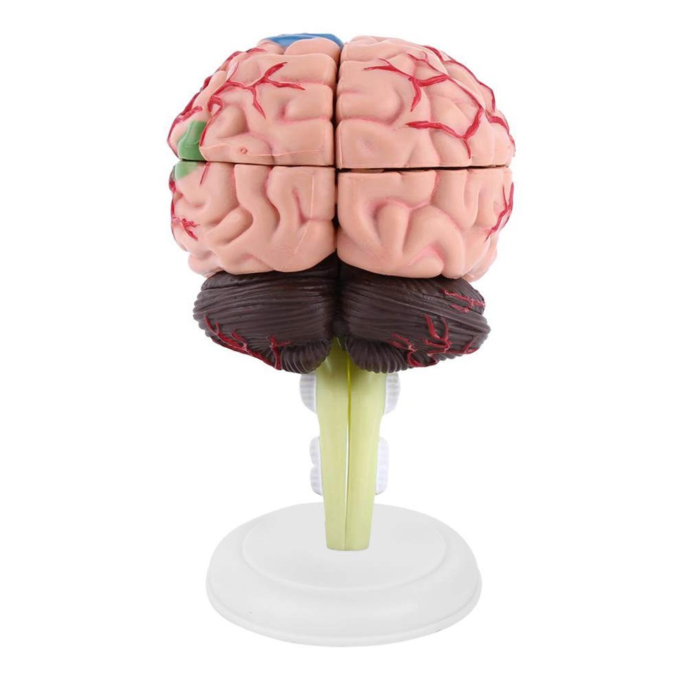 Fafeicy Disassembled Human Brain Model Anatomical Science Classroom Study