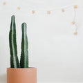 10 LED Rattan Ball String Lights - Battery Operated