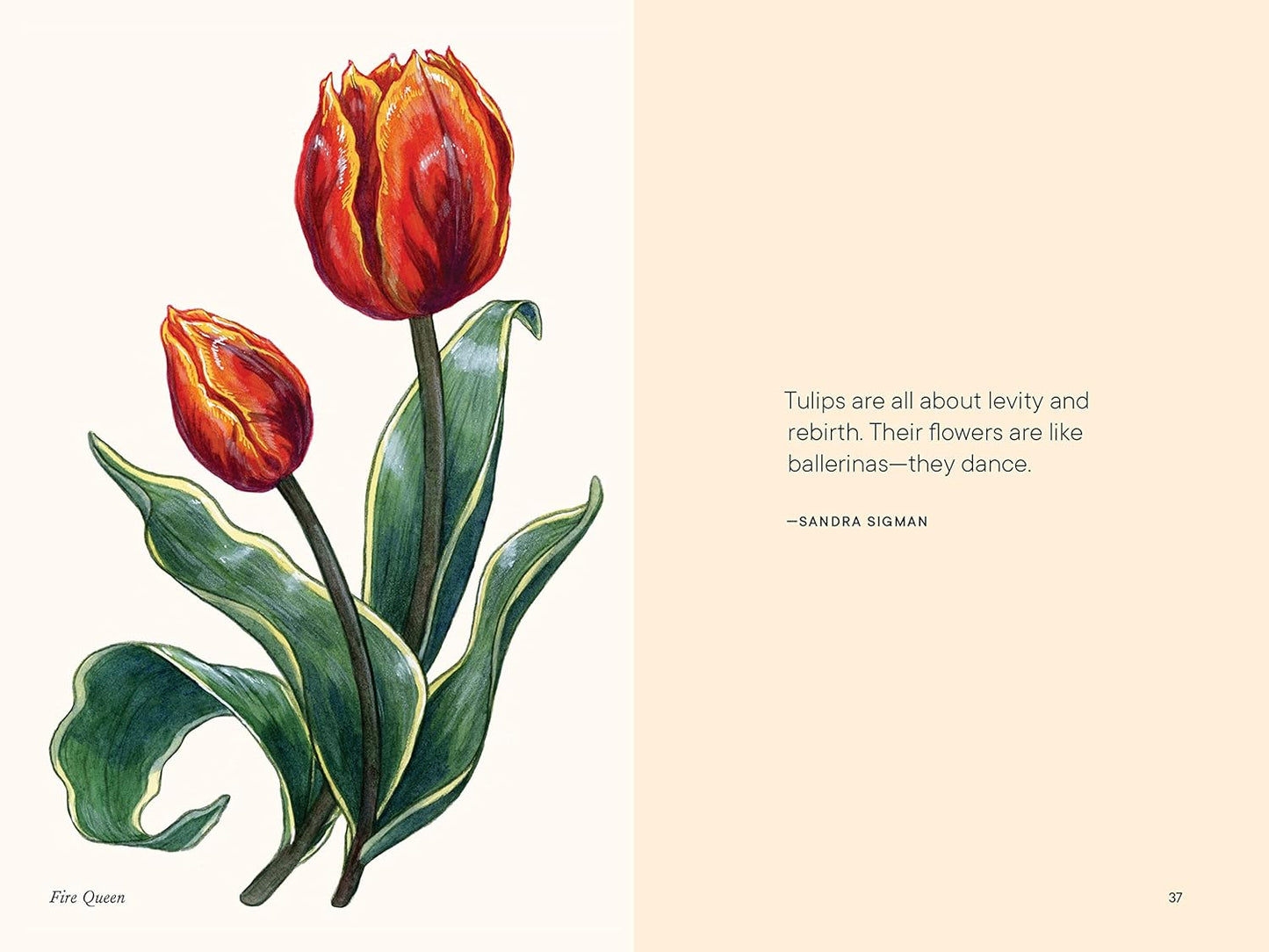 Little Book of Tulips