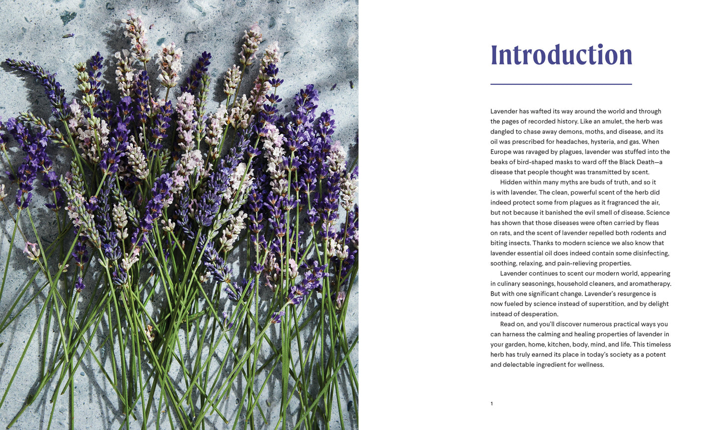 Lavender