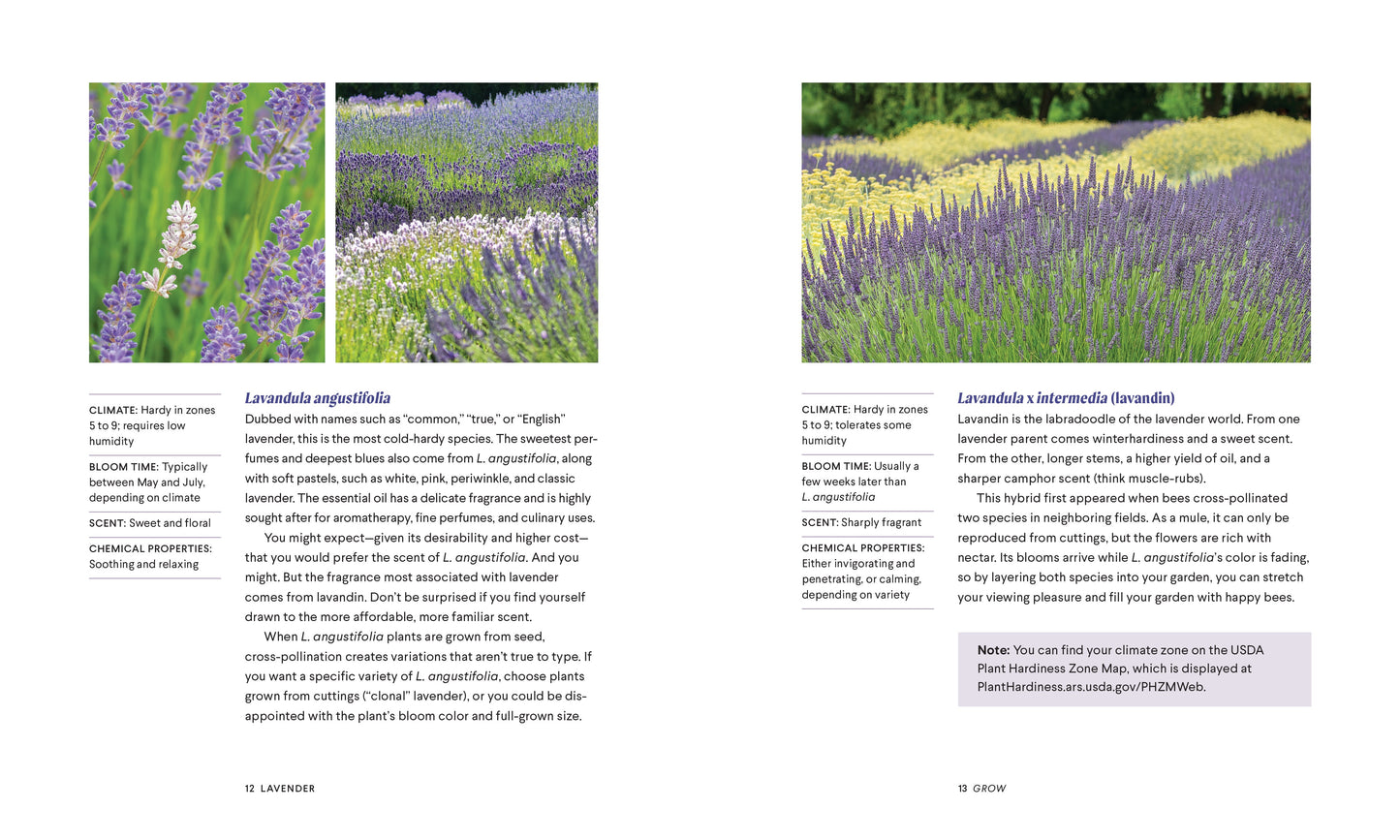 Lavender