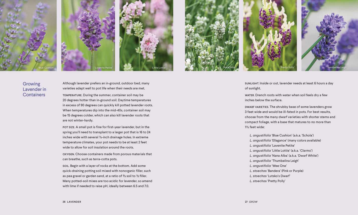 Lavender