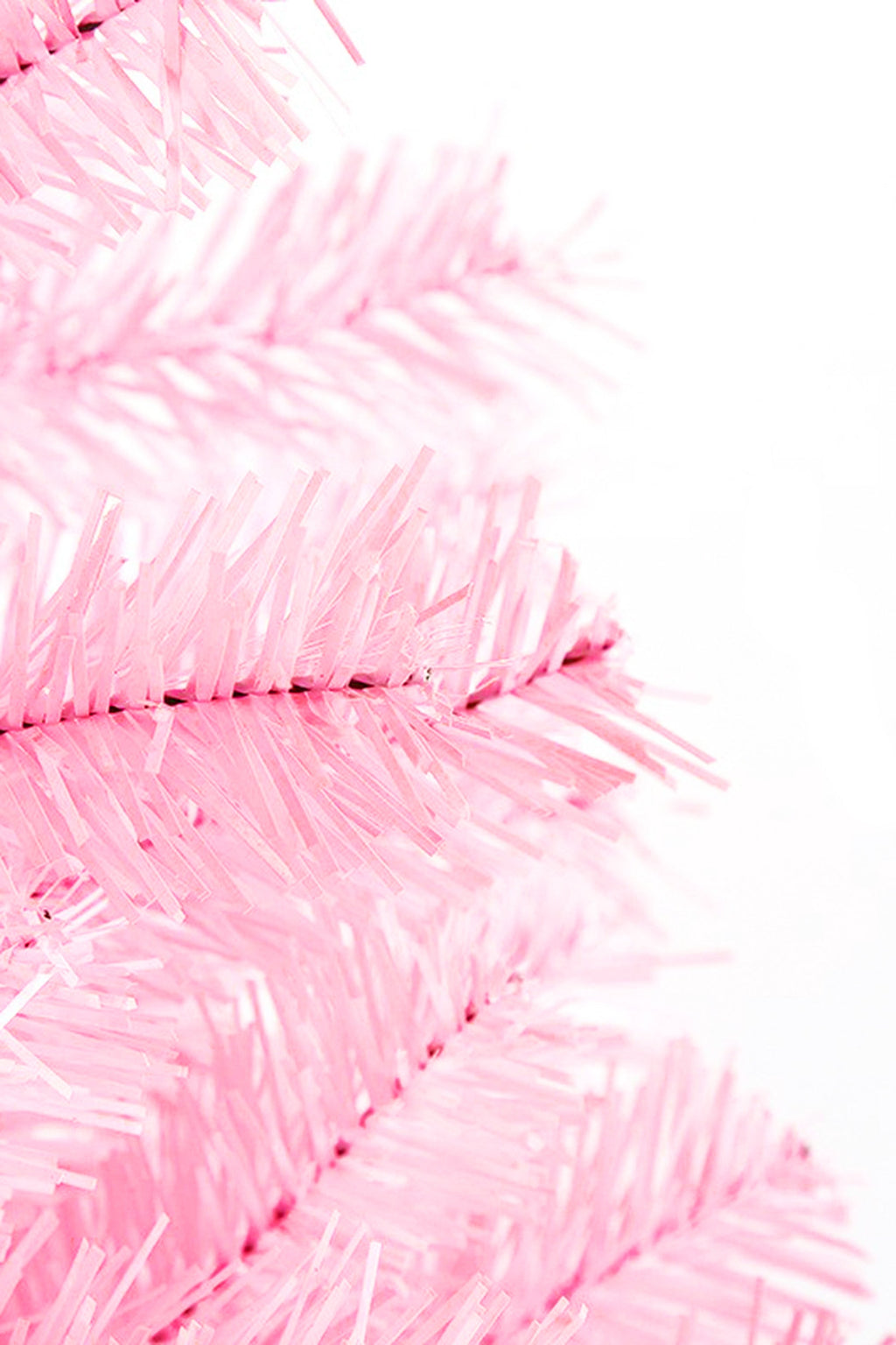 6' Pale Pink Norway Pine Tree