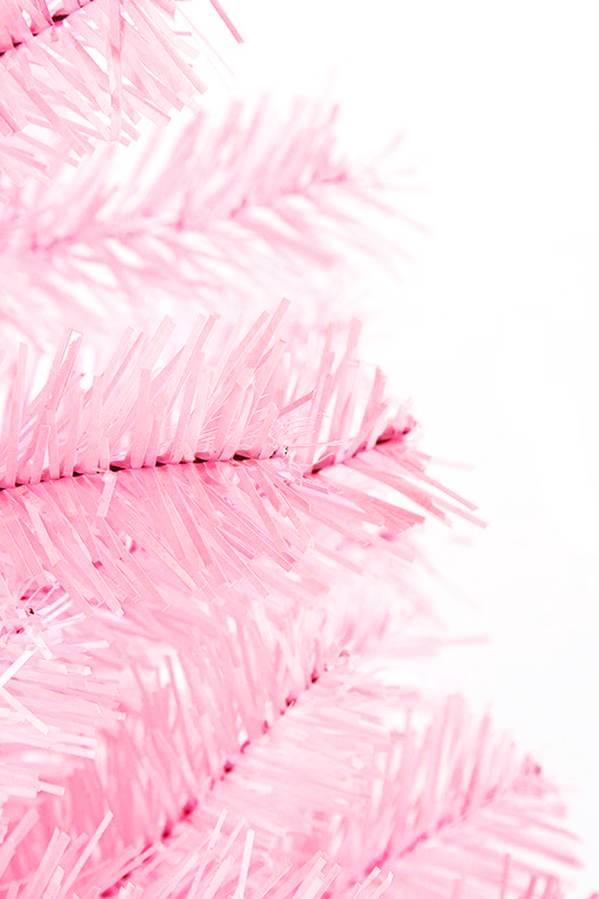 6' Pale Pink Norway Pine Tree