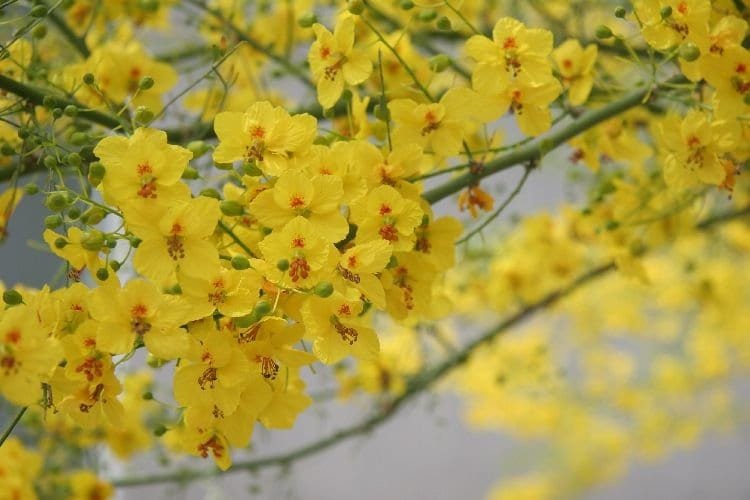 Desert Museum - Thornless Palo Verde Seeds Cercidium x 'Desert Museum'
