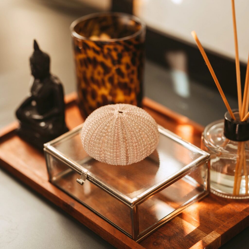 Still life home decor decoration with sea ​​urchin shell